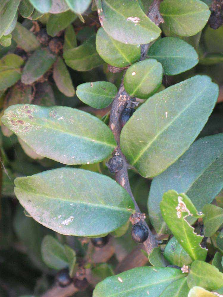              Shade leaves (Riverside, CA)       